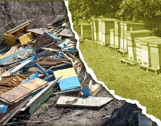 apiary_before_and_after_the_war_3